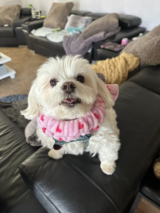 When you’re being silly with your dog. I don’t think he appreciates it. Lol 😆.. Don’t worry I took off