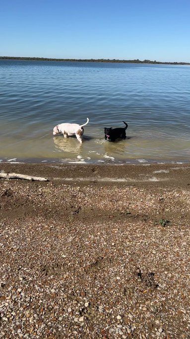 4 pic. Saturdays are for Marine hoodies  pup training 🫶🏻🥰😍😍 #militarygirls #military #marines #veteran